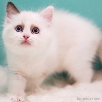 販売中の東京都のラグドール-114563の7枚目